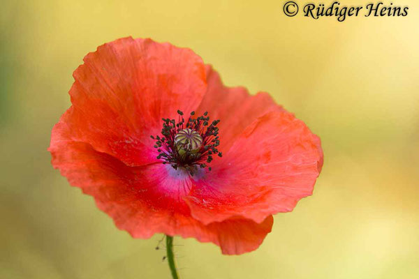 Papaver rhoeas (Klatschmohn), 4.7.2019