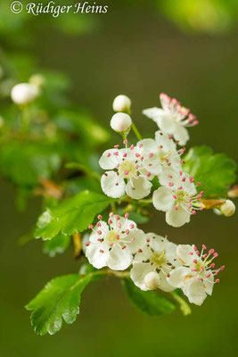 Crataegus laevigata (Zweigriffeliger Weißdorn), 29.4.2019