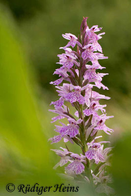 Dactylorhiza fuchsii (Fuchs' Fingerwurz), 21.6.2014