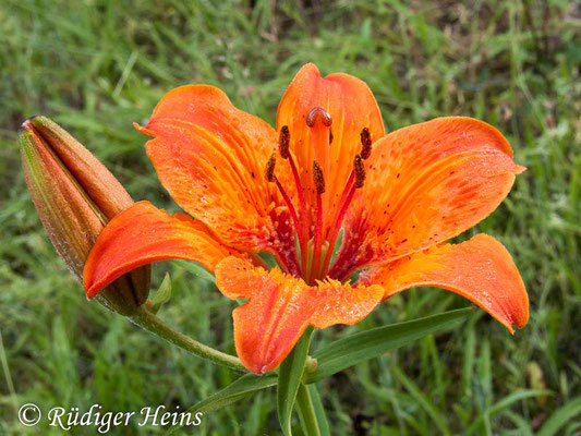 Lilium bulbiferum (Feuer-Lilie), 23.6.2010