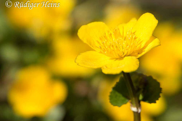 Caltha palustris (Sumpfdotterblume), 18.4.2020