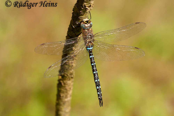 Aeshna mixta, Herbst-Mosaikjungfer, Männchen