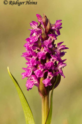 Dactylorhiza incarnata (Fleischfarbene Fingerwurz), 31.5.2014