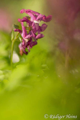 Hohler Lerchensporn (Corydalis cava), 6.4.2023 - Colorplan Dia-Projektionsobjektiv 90mm f/2,5