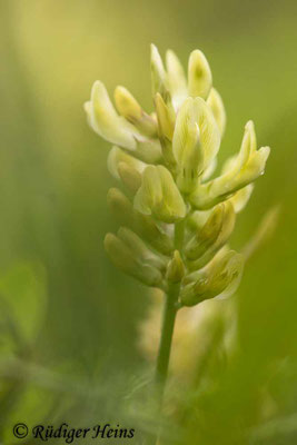 Astragalus glycyphyllos (Bärenschote)