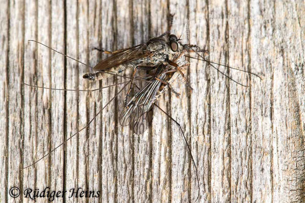 Tolmerus atricapillus (Gemeine Raubfliege) Männchen