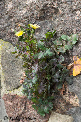 Sonchus oleraceus (Kohl-Gänsedistel)