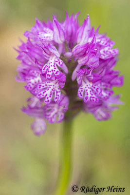 Neotinea tridentata (Dreizähniges Knabenkraut), 29.4.2024