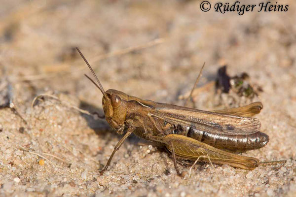 Chorthippus biguttulus (Nachtigall-Grashüpfer) Weibchen, 16.10.2017