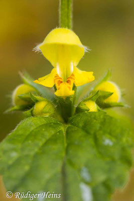 Lamium galeobdolon (Gewöhnliche Goldnessel), 3.5.2021