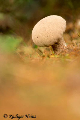 Lycoperdon excipuliforme (Beutel-Stäubling), 19.10.2017