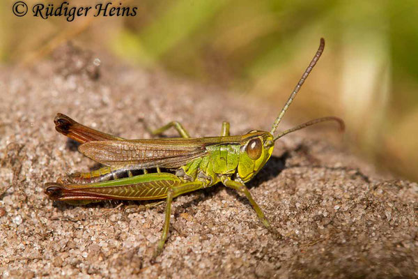 Pseudochorthippus parallelus (Gemeiner Grashüpfer) Männchen, 10.9.2017