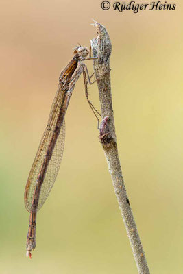 Gemeine Winterlibelle (Sympecma fusca) Weibchen, 7.2.2023 - Makroobjektiv 180mm f/3.5