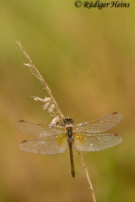 Sympetrum flaveolum (Gefleckte Heidelibelle) Weibchen, 13.9.2015