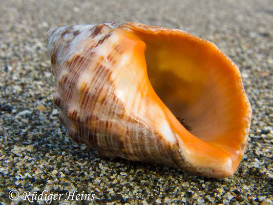 Buccinum undatum (Wellhornschnecke), 11.7.2011