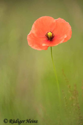 Papaver dubium, Saat-Mohn
