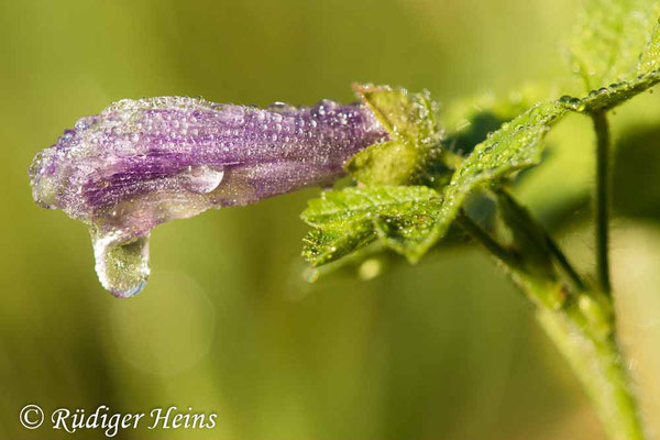 Malva sylvestris (Wilde Malve), 14.7.2020