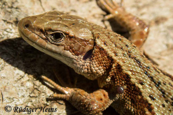 Zootoca vivipara (Waldeidechse)