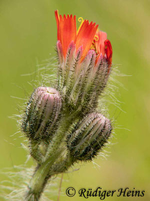 Hieracium aurantiacum (Orangerotes Habichtskraut), 21.5.2011