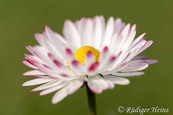 Bellis perennis (Gänseblümchen)
