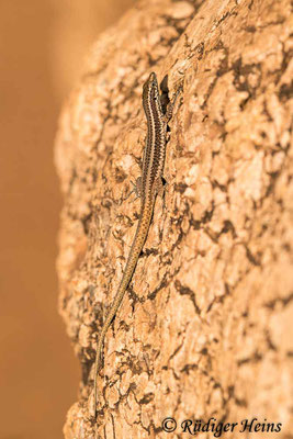 Teira dugesii (Madeira-Eidechse), 12.10.2021