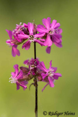 Lychnis viscaria (Pechnelke), 26.5.2023