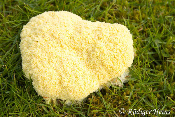 Fuligo septica (Gelbe Lohblüte), 3.5.2024