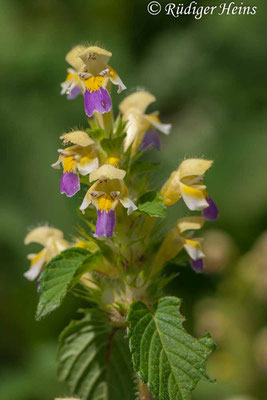 Galeopsis speciosa (Bunter Hohlzahn), 24.7.2006