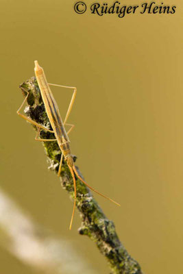 Chorosoma schillingii (Grasgespenst)