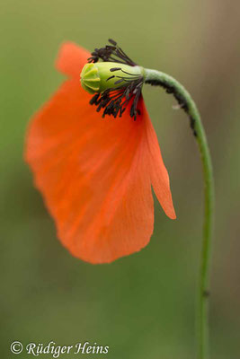 Papaver dubium (Saat-Mohn), 4.6.2019