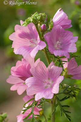 Malva alcea (Rosen-Malve), 7.6.2011