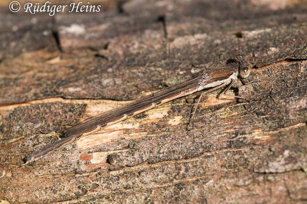 Gemeine Winterlibelle (Sympecma fusca) Männchen, 29.2.2024 - Makroobjektiv 180mm f/3.5