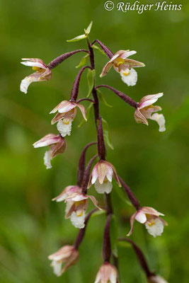 Epipactis palustris (Sumpf-Stendelwurz), 27.7.2015