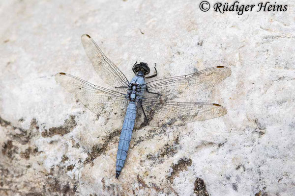 Südlicher Blaupfeil (Orthetrum brunneum) Männchen