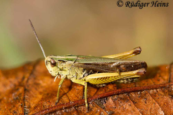 Omocestus viridulus (Bunter Grashüpfer) Männchen, 12.9.2017