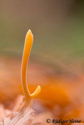 Macrotyphula fistulosa (Röhrige Keule), 29.12.2018