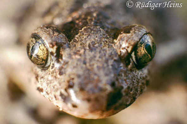 Pelobates fuscus (Knoblauchkröte), 27.4.1986 (Scan vom Dia)