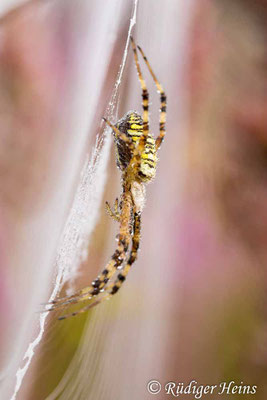 Argiope bruennichi (Zebraspinne, Wespenspinne), 12.8.2021