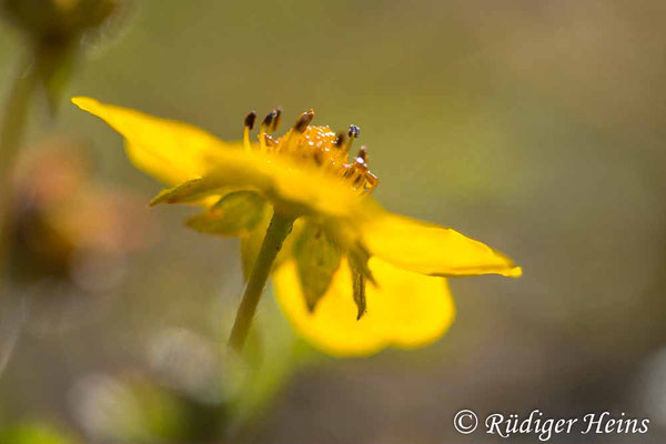 Potentilla reptans (Kriechendes Fingerkraut)