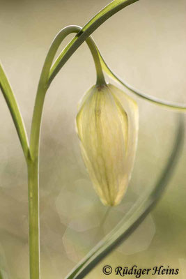 Fritillaria meleagris (Schachblume), 11.4.2020