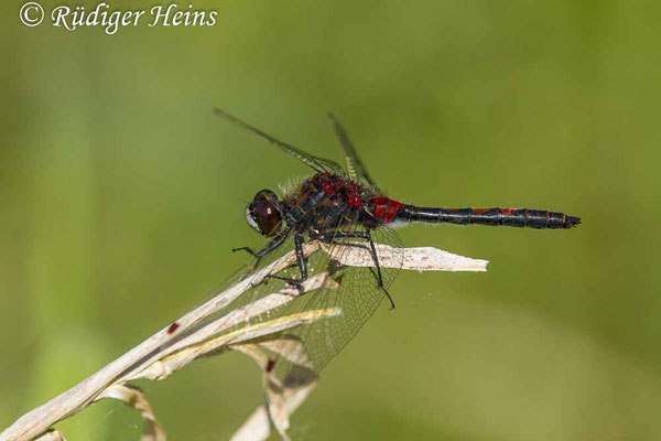 Leucorrhinia rubicunda (Nordische Moosjungfer) Männchen, 9.5.2018