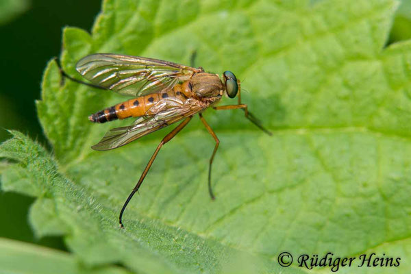 Rhagio tringarius (Goldgelbe Schnepfenfliege), 11.7.2019