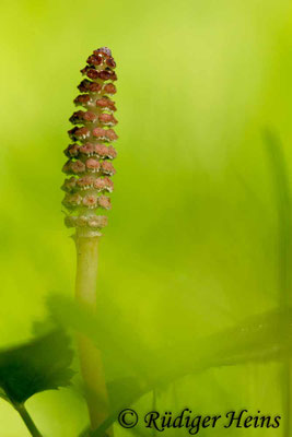 Equisetum arvense (Acker-Schachtelhalm), 29.4.2018
