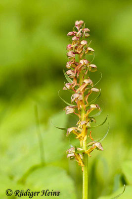 Dactylorhiza viridis (Grüne Hohlzunge), 18.5.2012