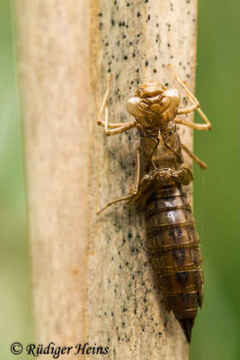 Aeshna affinis, Südliche Mosaikjungfer, Exuvie