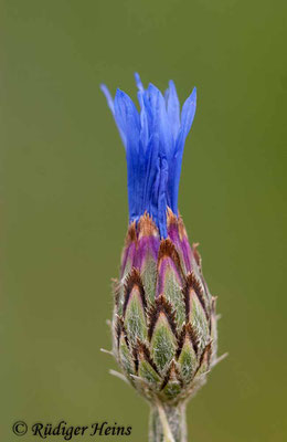 Centaurea cyanus (Kornblume), 27.5.2007