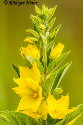 Lysimachia punctata (Punktierter Gilbweiderich), 18.6.2013