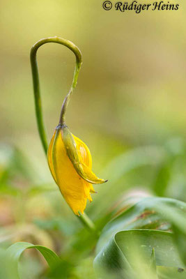 Tulipa sylvestris (Wilde Tulpe), 5.5.2023