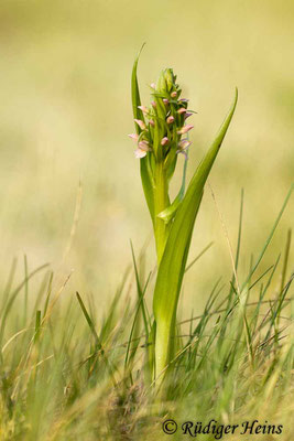 Dactylorhiza incarnata (Fleischfarbene Fingerwurz), 2.6.2014