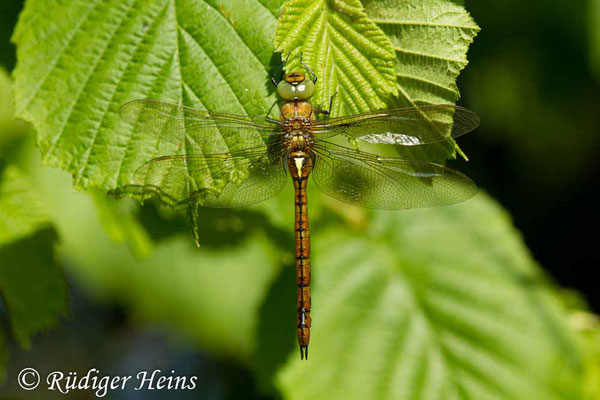Isoaeschna isoceles (Keilfleck-Mosaikjungfer) Weibchen, 9.5.2018